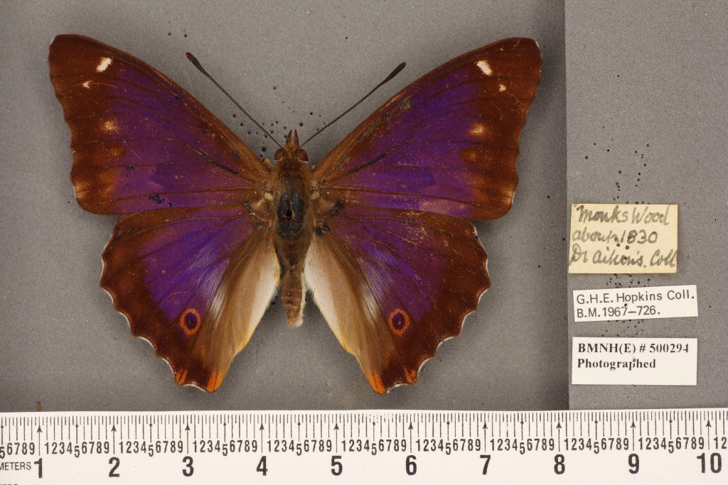Apatura iris iole male (aberration) 02 [Internet image property of respective owner, non commercial use only]